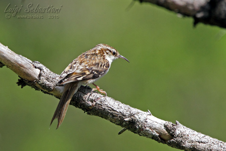 Treecreeper (eurasian)