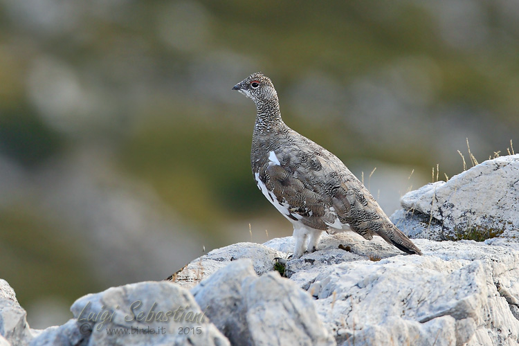 Ptarmigan
