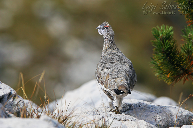 Ptarmigan