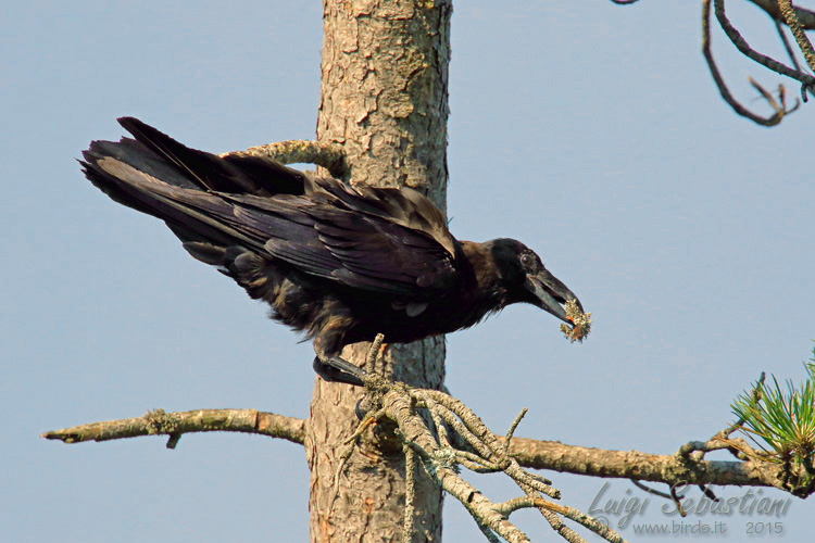 Raven (common)