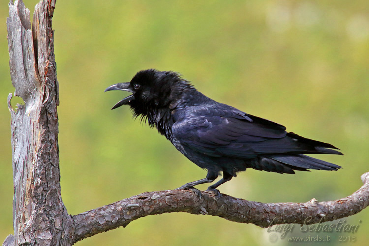Raven (common)