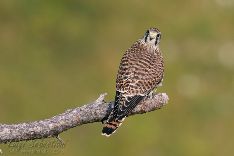 Kestrel (common)