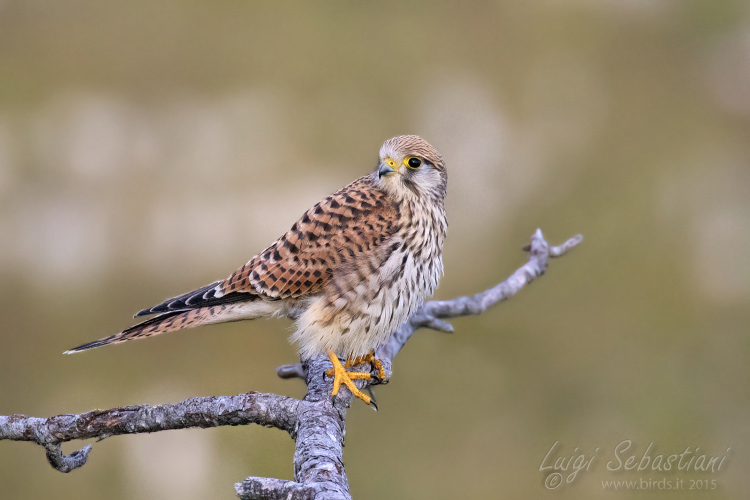 Kestrel (common)