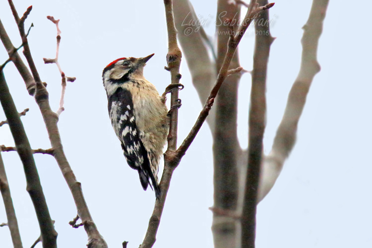 Woodpecker, lesser spotted