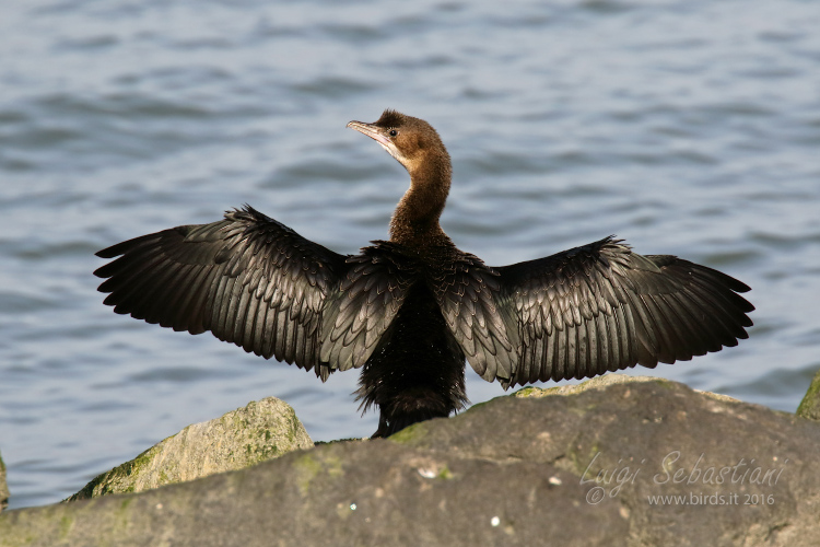 Cormoran pygmée