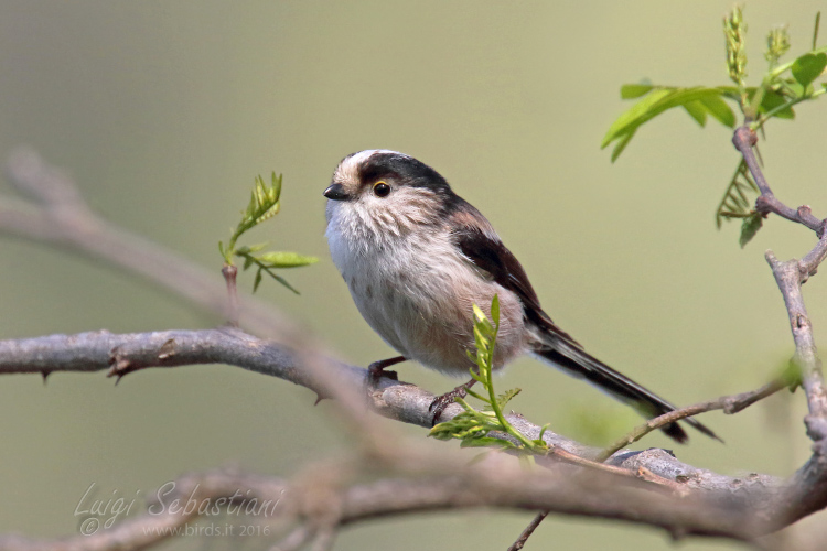 Tit, long-tailed