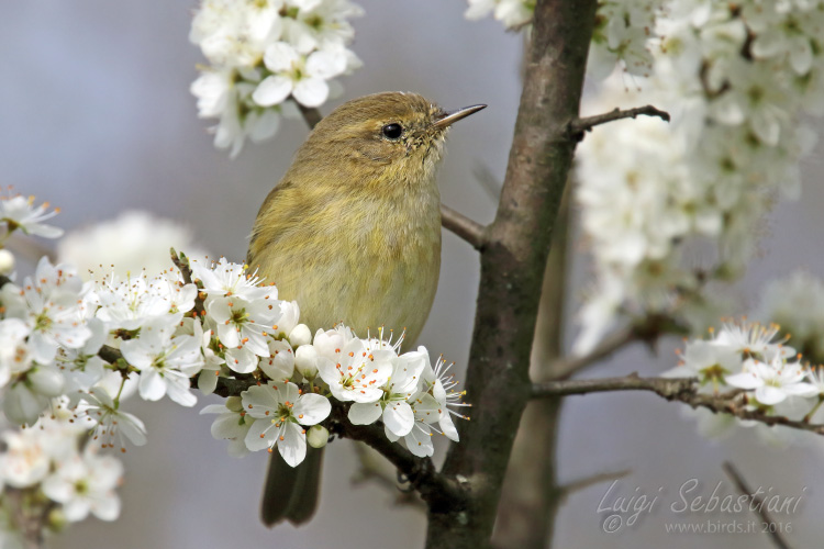 Chiffchaff (common)