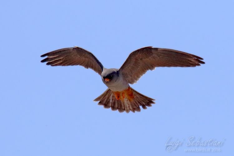 Falcon, red-footed