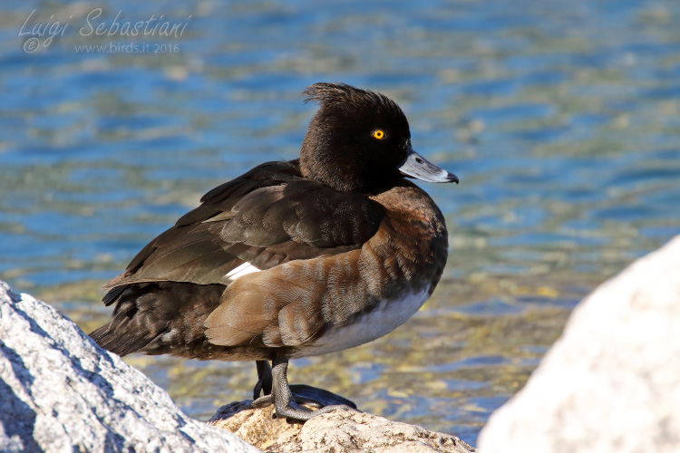 Duck, tufted