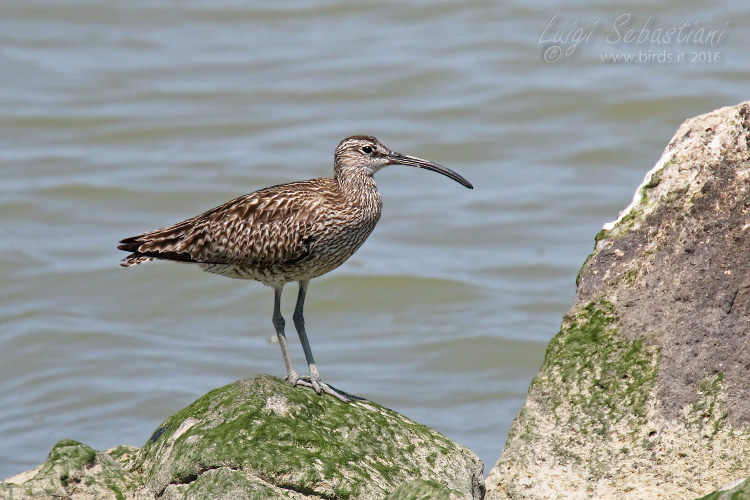 Regenbrachvogel 