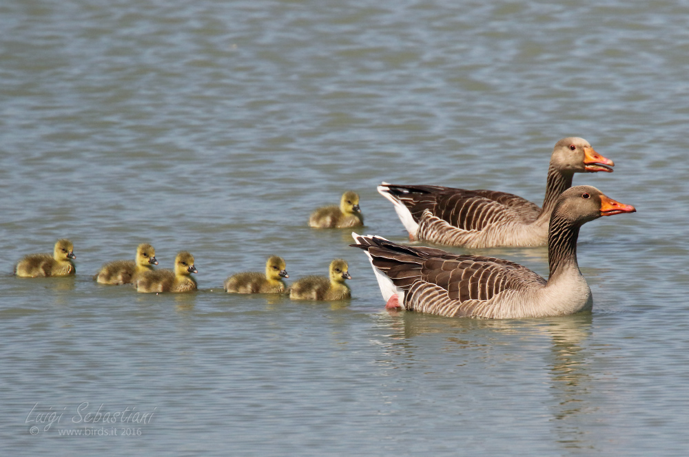 Goose, greylag