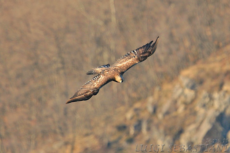 Steinadler