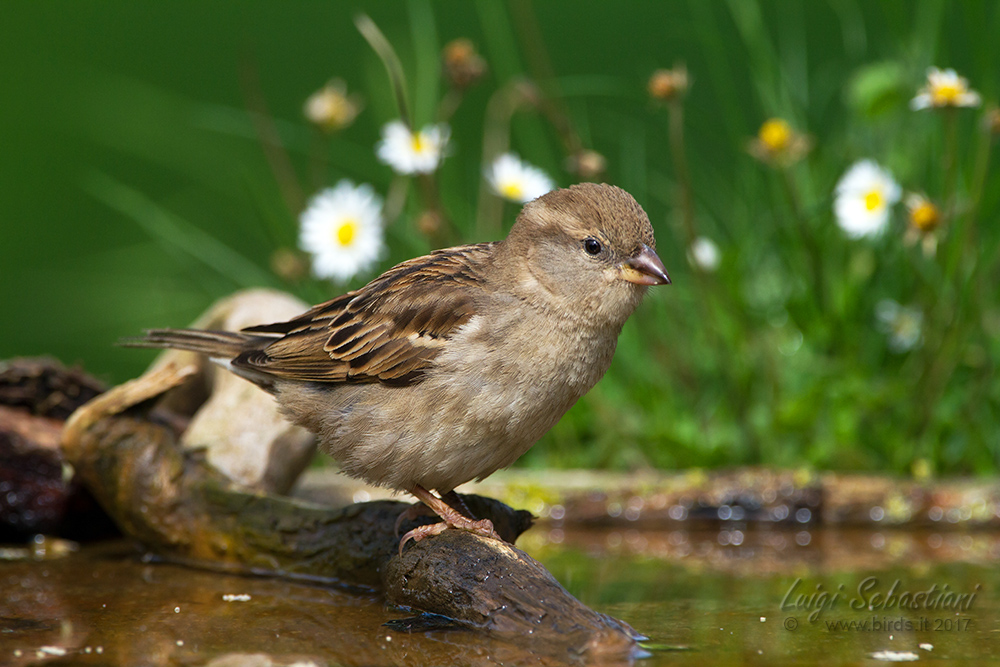 Moineau cisalpin