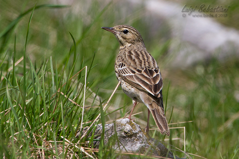 Pipit, tree