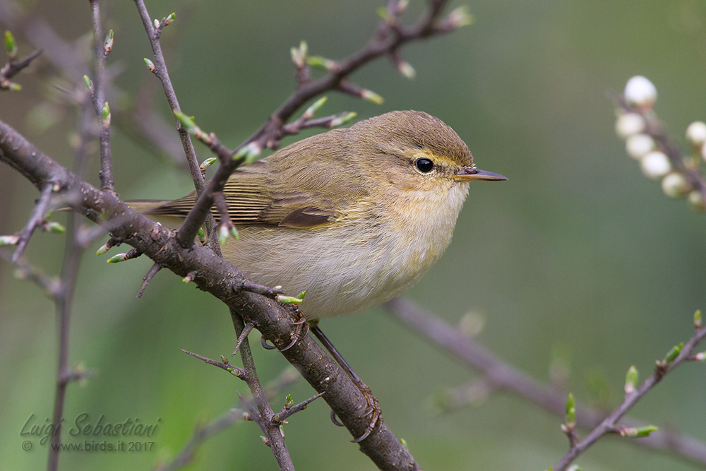 Mosquitero común