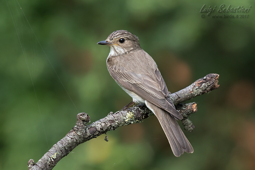 Flycatcher, spotted