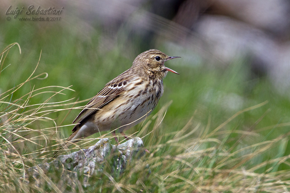 Pipit, tree