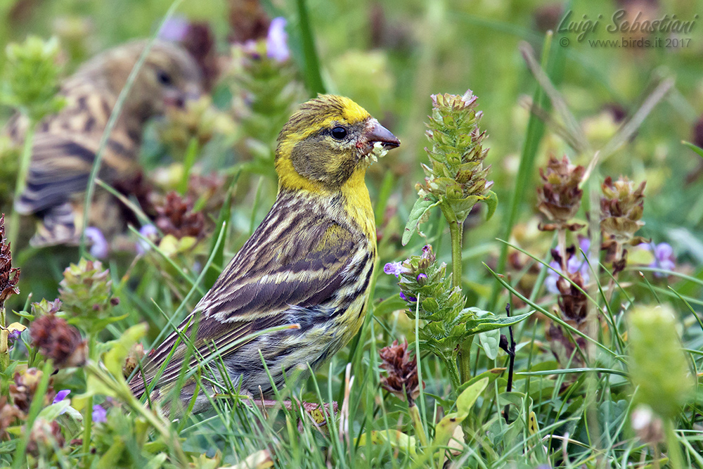 Serin (european)