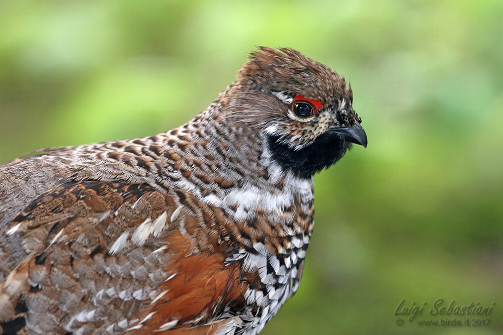 Grouse, hazel