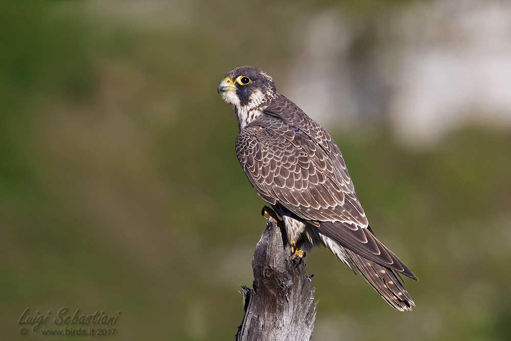 Peregrine