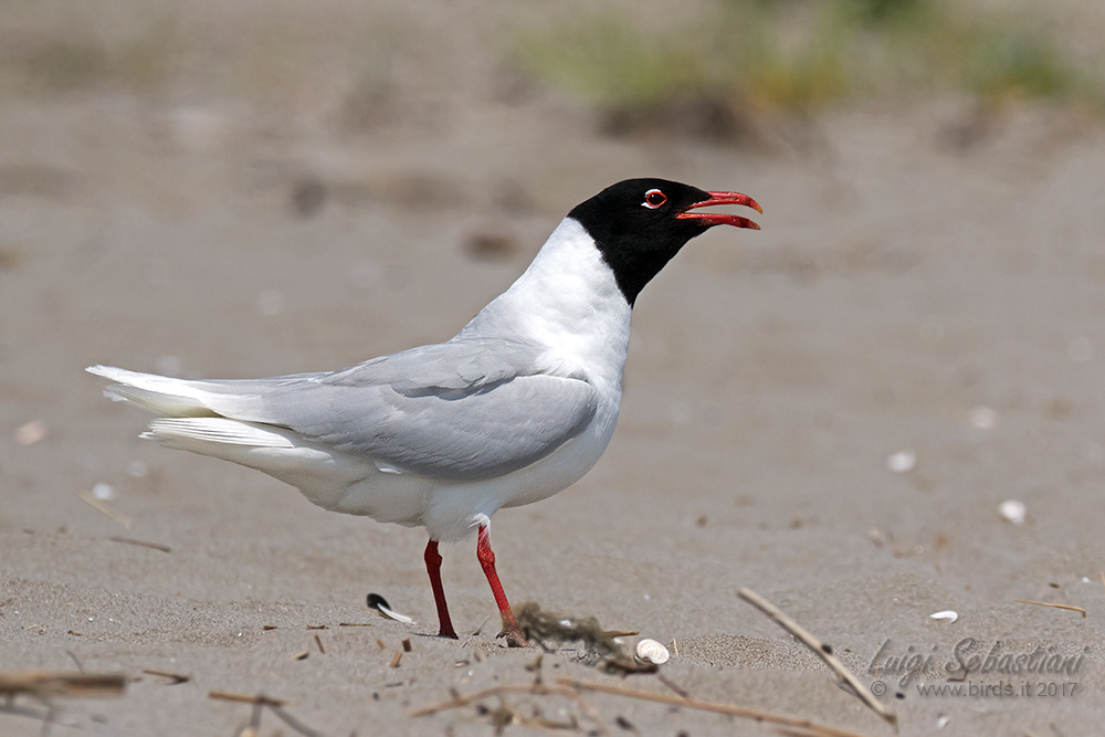 Gaviota cabecinegra 