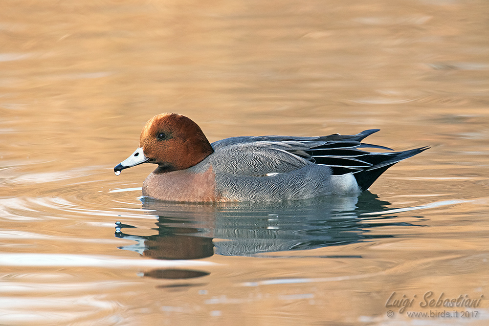 Canard siffleur
