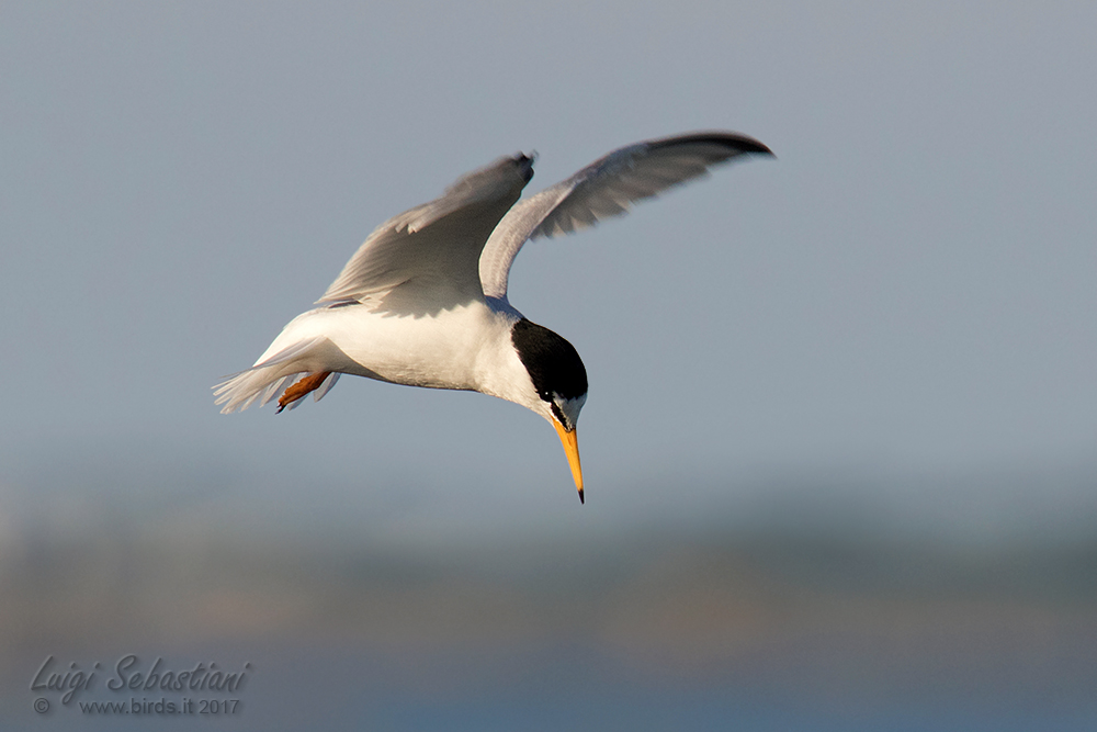 Little tern