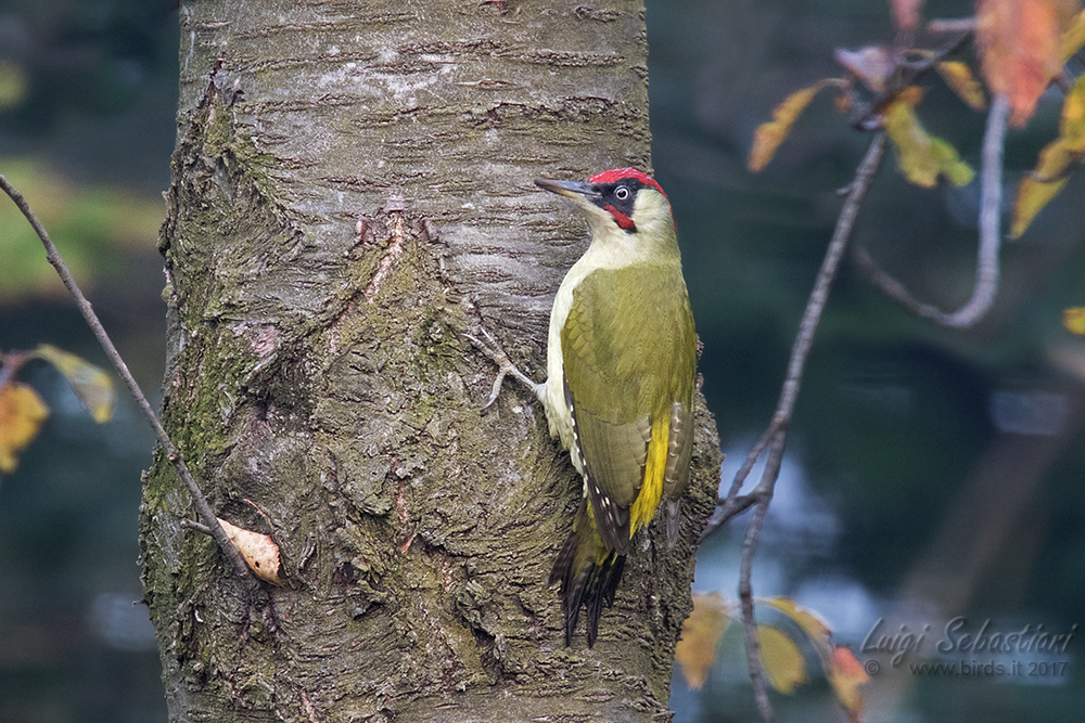 Woodpecker, green