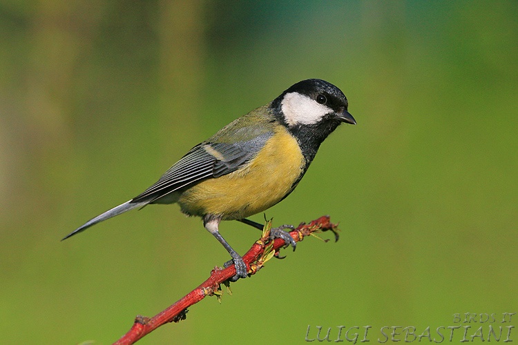 Mésange charbonnière