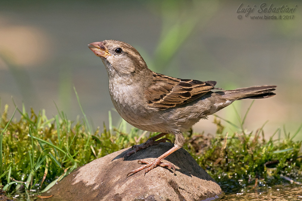 Sparrow, italian