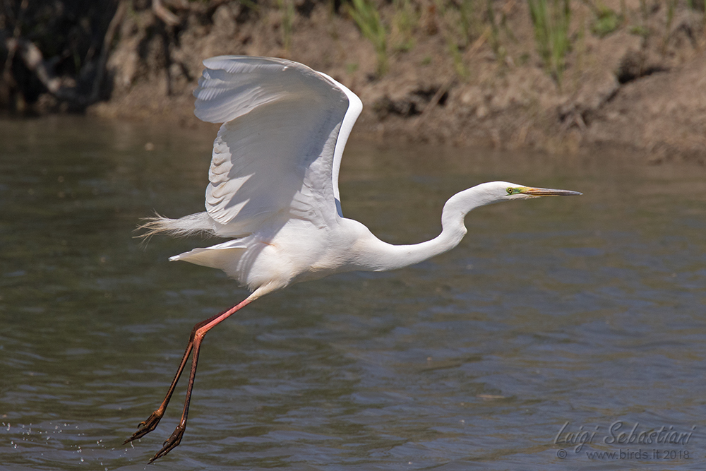 Grande aigrette