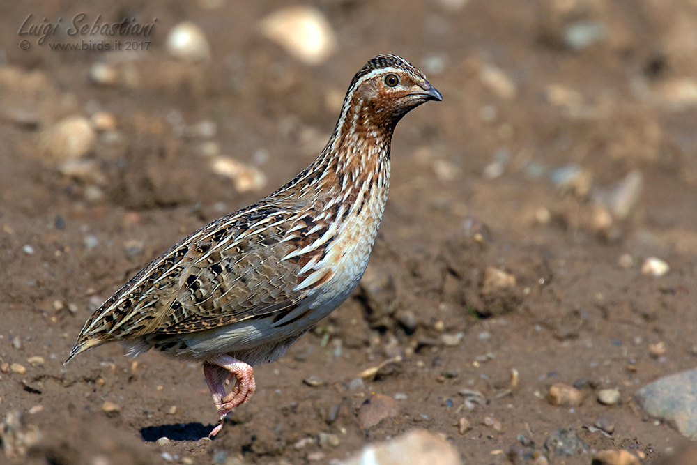 Quail