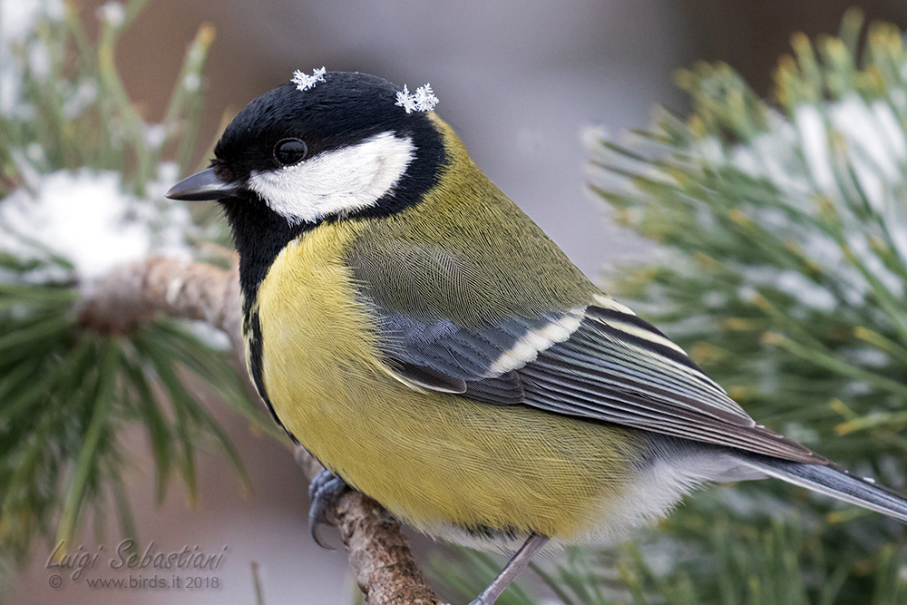 Mésange charbonnière