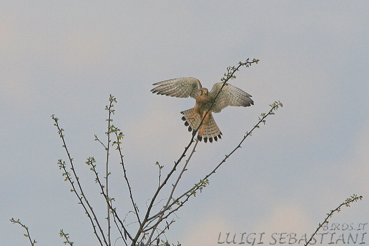 Kestrel (common)