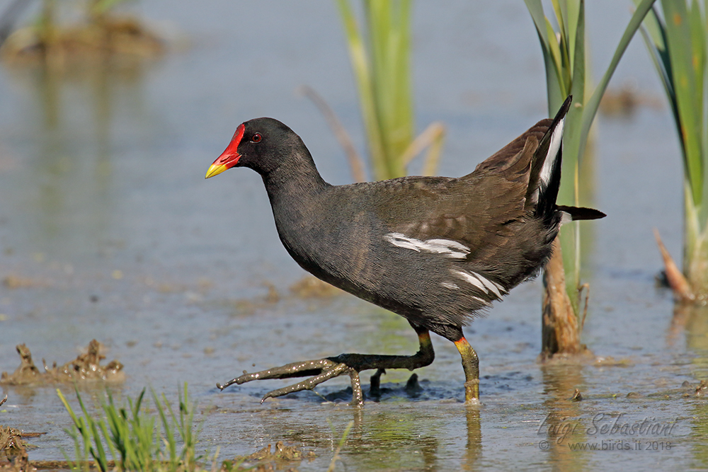 Moorhen (common)