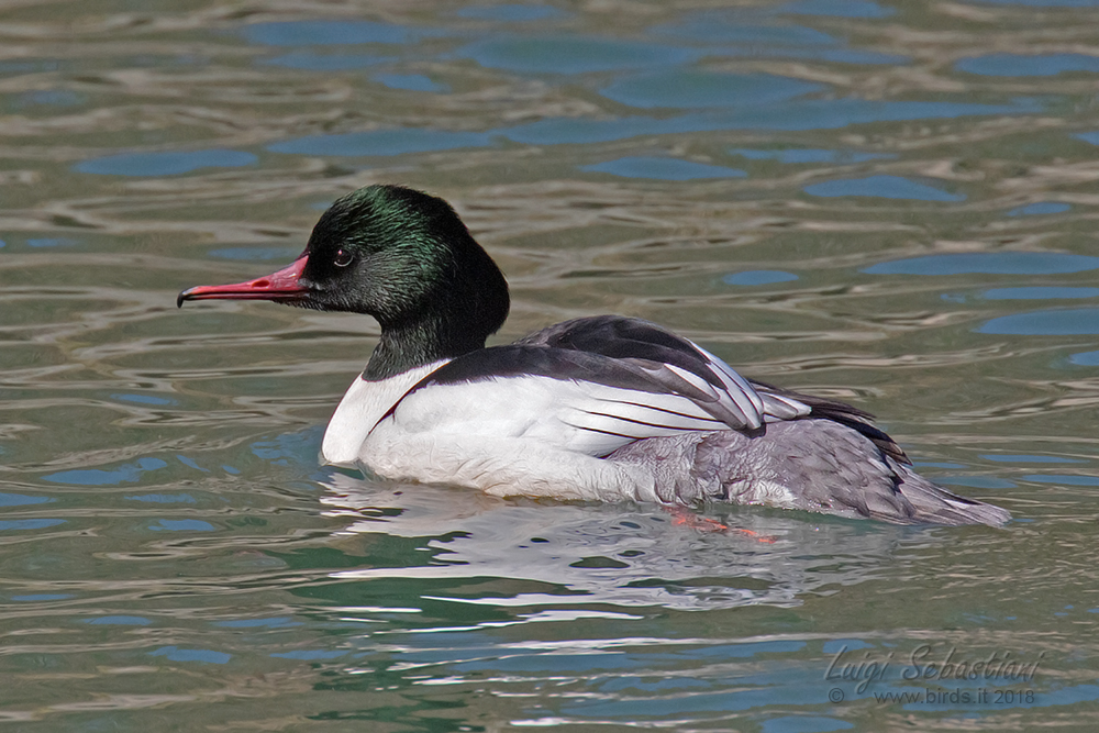 Goosander