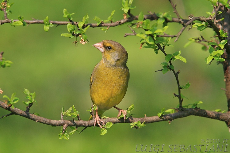 Greenfinch