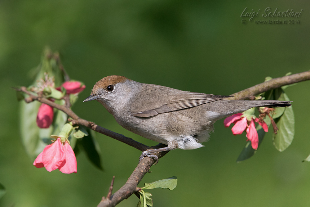Blackcap