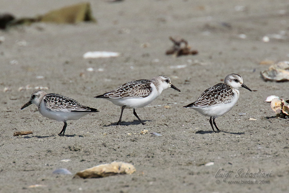 Sanderling
