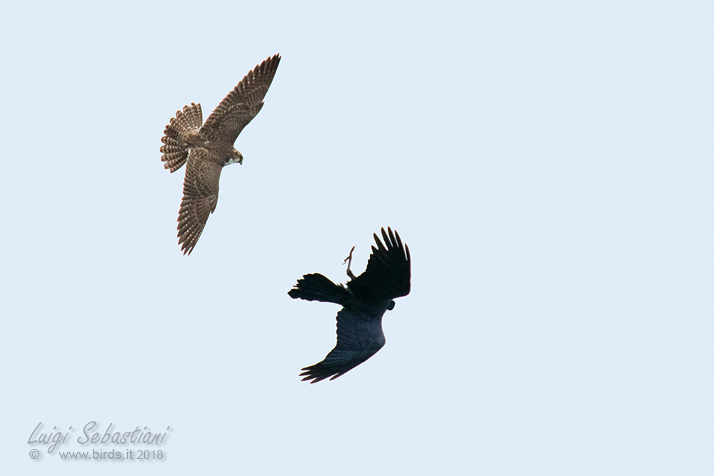 Peregrine