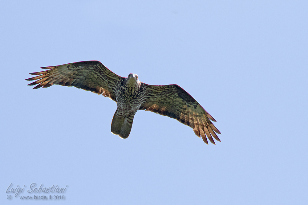 Buzzard, honey