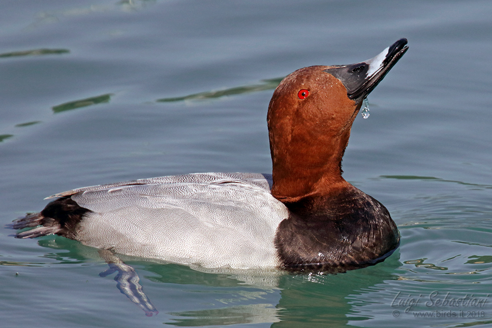 Pochard (common)