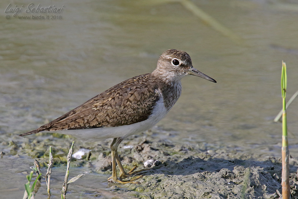Sandpiper (common)