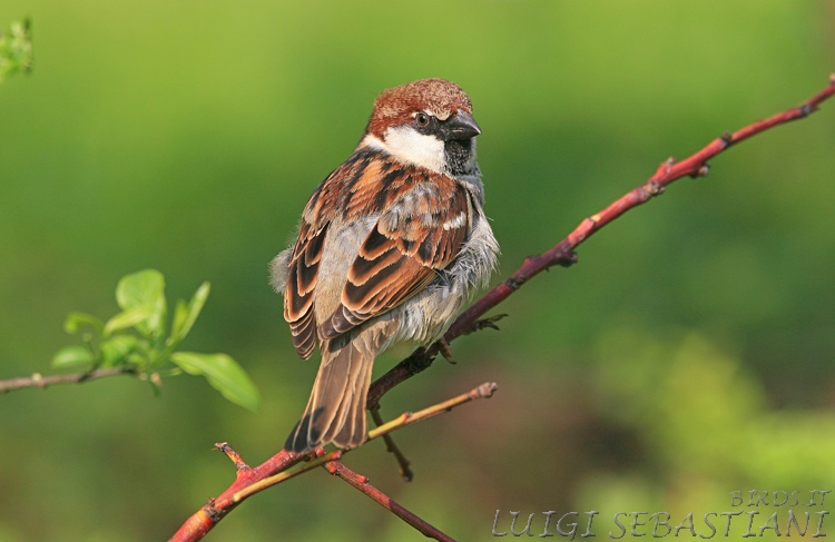 Moineau cisalpin