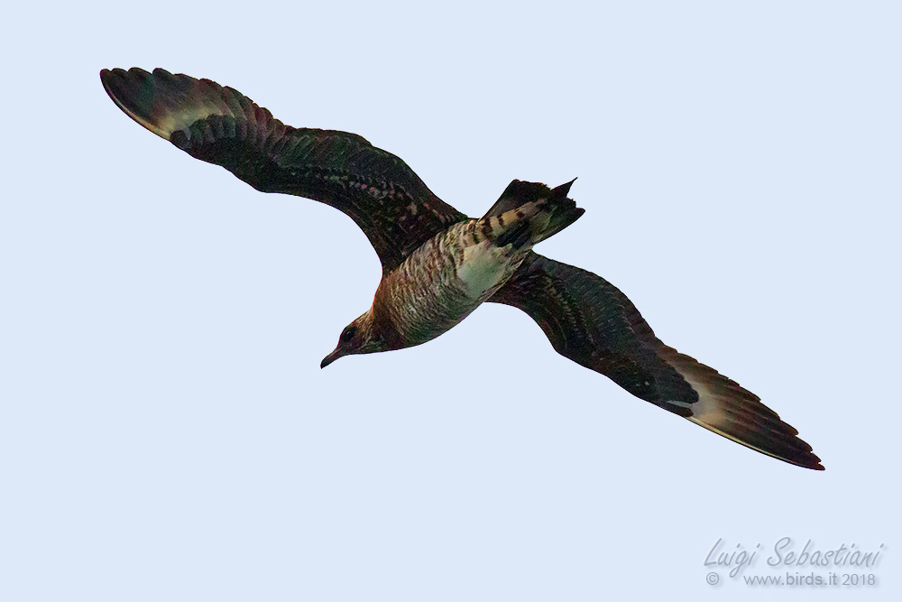 Parasitic Jaeger