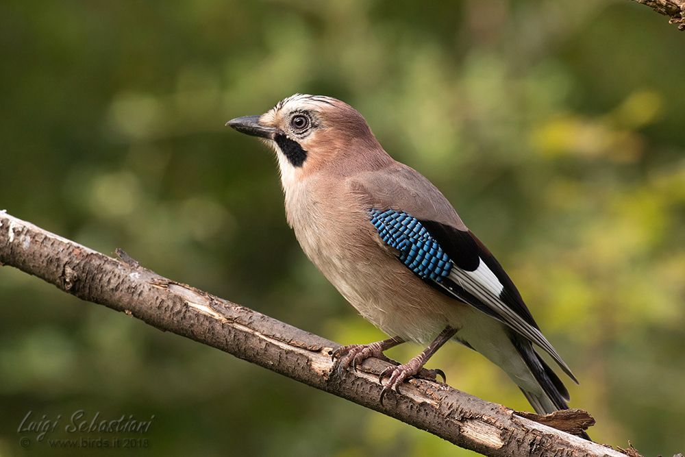 Jay