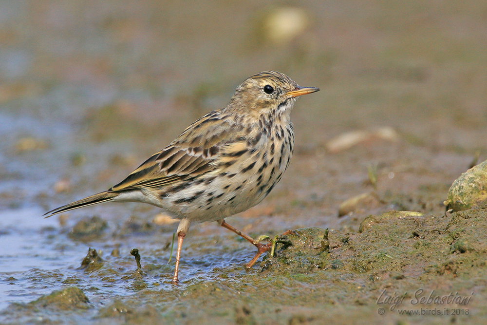 Pipit, meadow
