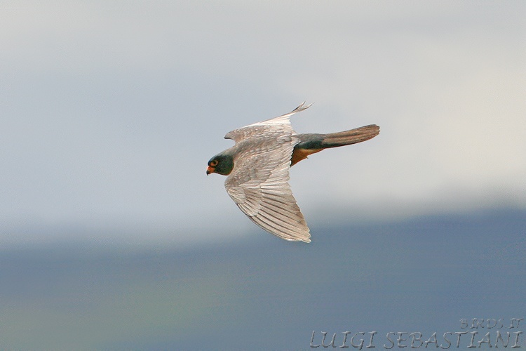 Falco cuculo
