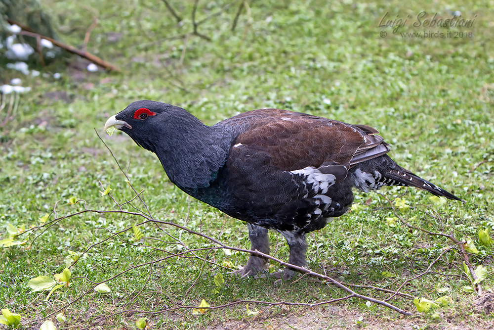 Capercaillie