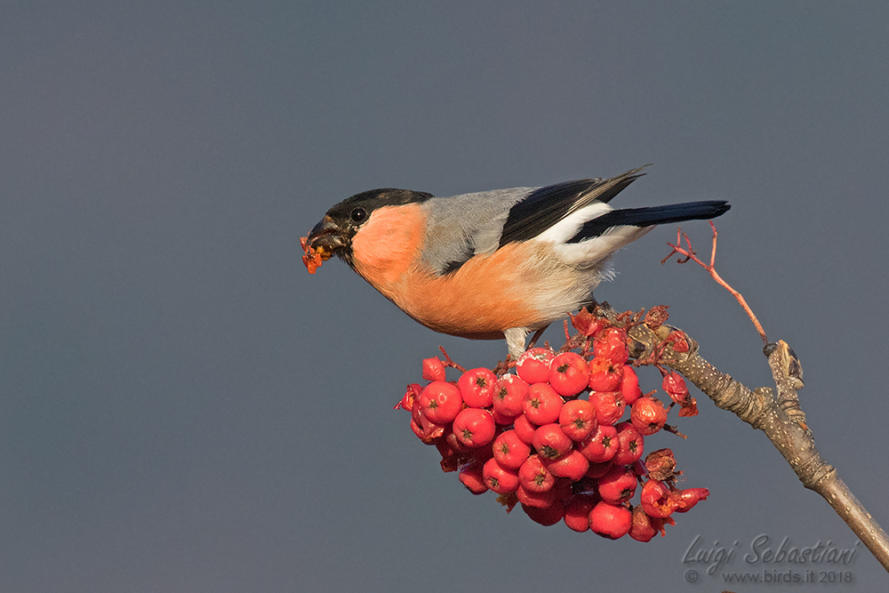 Bullfinch